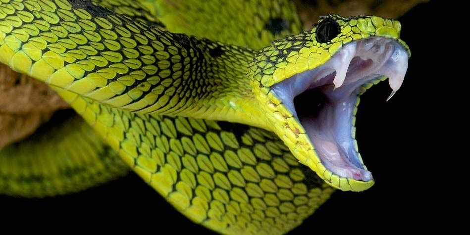 Venomous or Poisonous? – English-Language Thoughts